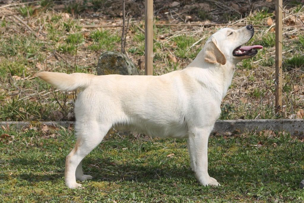 Thor du puits de chanteins