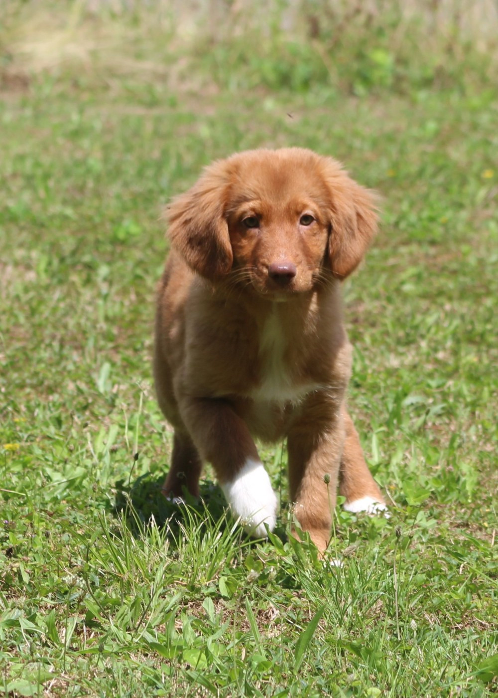 Duckinson Active Song