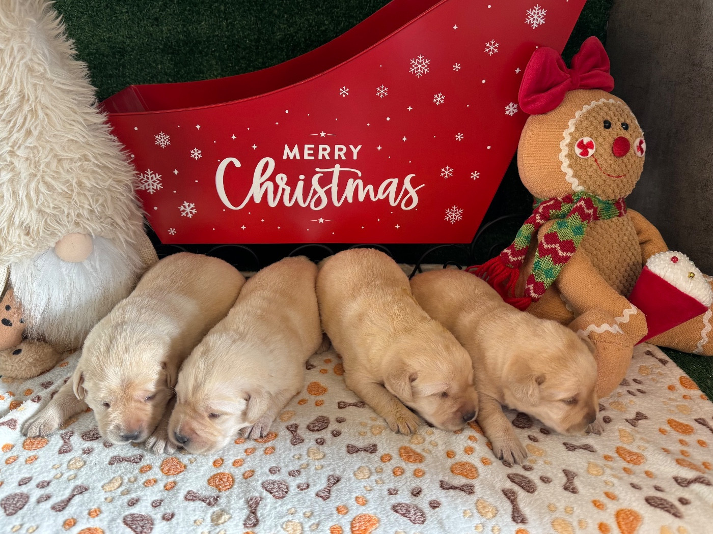 Nightson - Labrador Retriever - Portée née le 13/12/2025