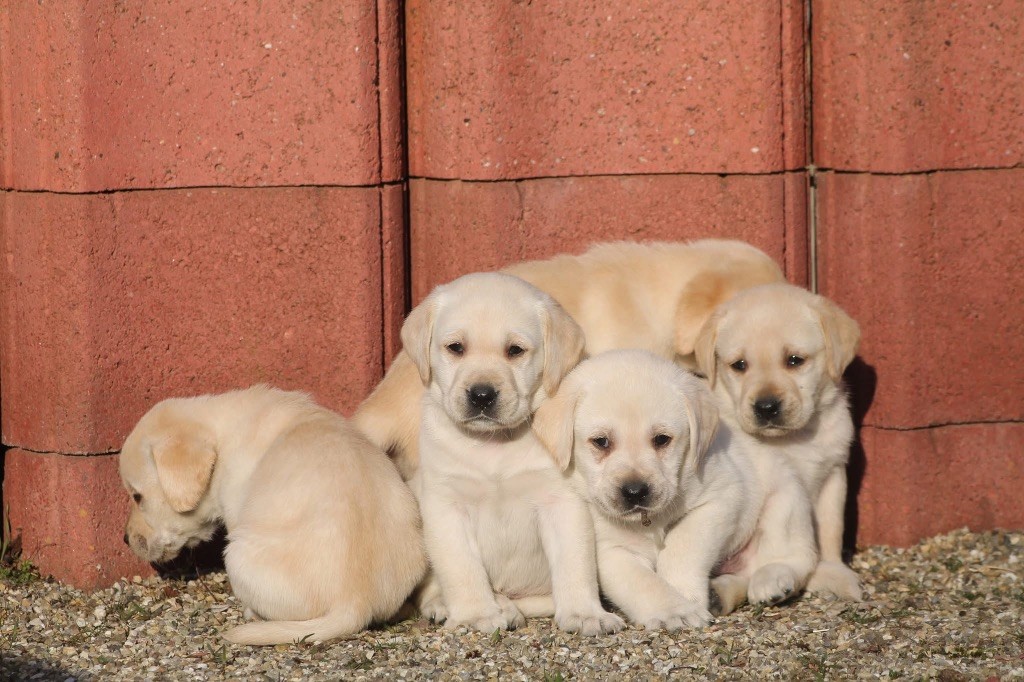 Nightson - Chiots disponibles - Labrador Retriever