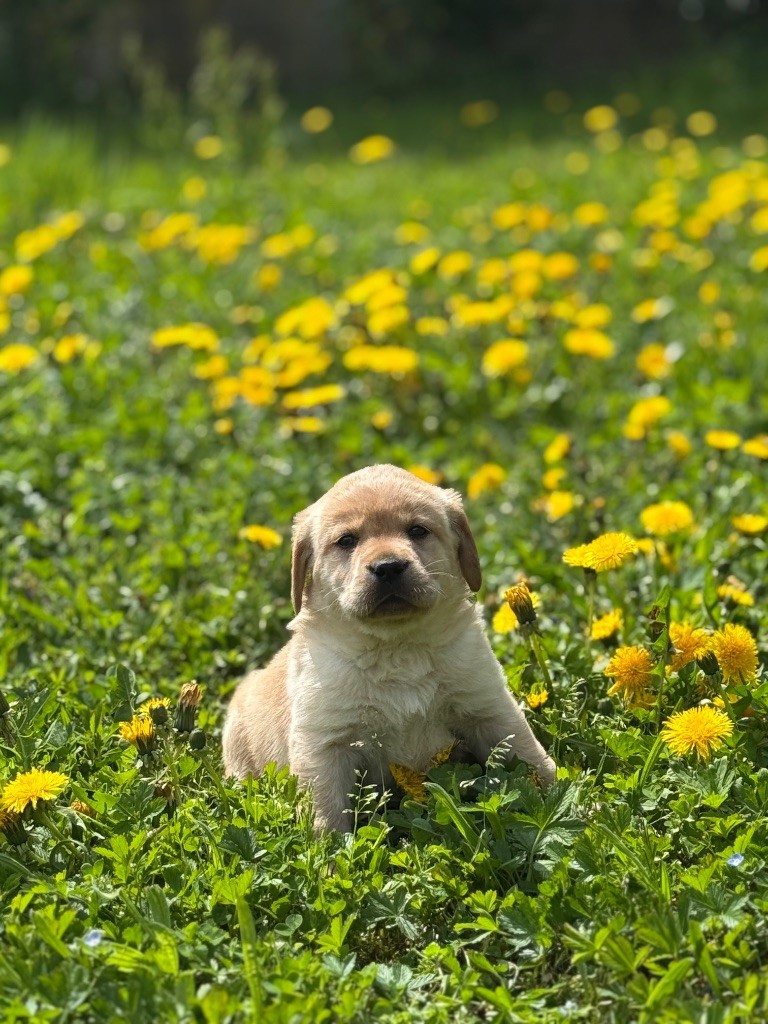 Nightson - Chiots disponibles - Labrador Retriever