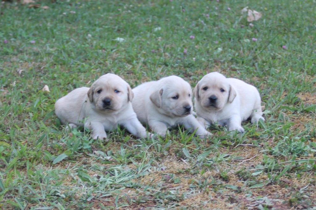Nightson - Labrador Retriever - Portée née le 06/07/2023