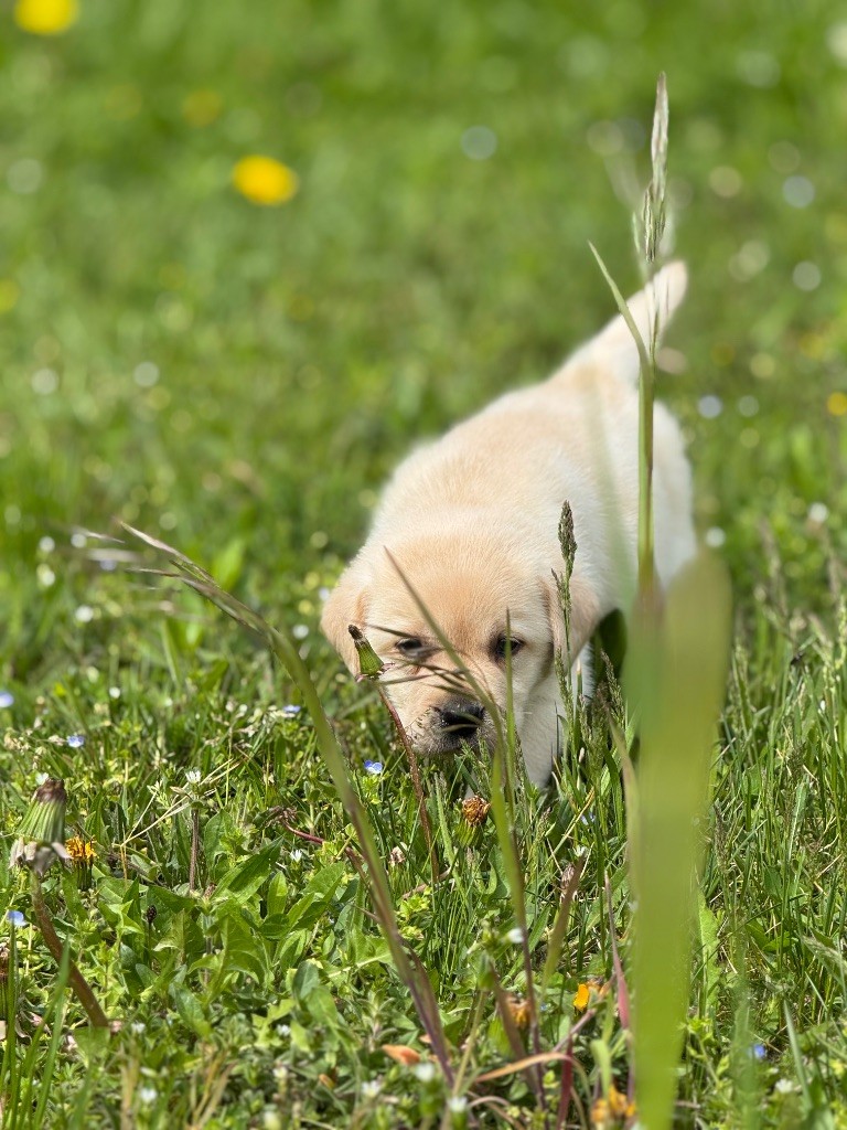 Nightson - Chiots disponibles - Labrador Retriever