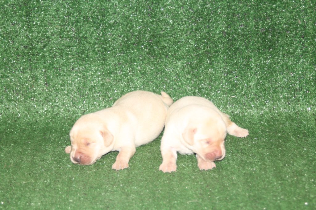 Nightson - Chiots disponibles - Labrador Retriever