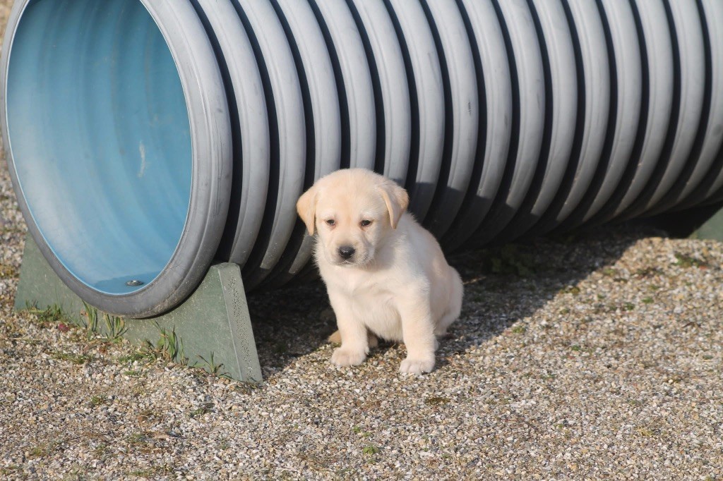 Nightson - Chiots disponibles - Labrador Retriever