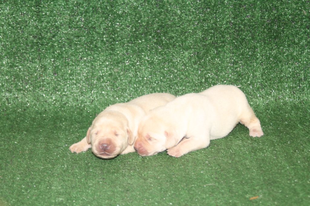 Nightson - Chiots disponibles - Labrador Retriever