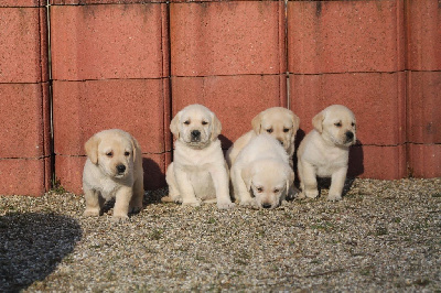 CHIOT 6