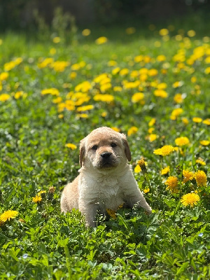 CHIOT