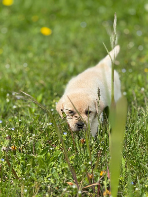 CHIOT
