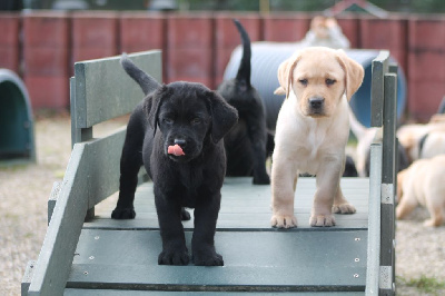 CHIOT 1