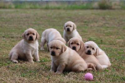 CHIOT 2