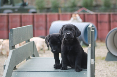 CHIOT 6