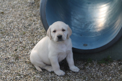 CHIOT 8