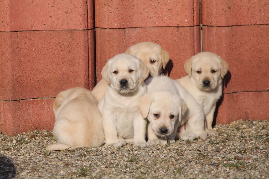 Nightson - Chiots disponibles - Labrador Retriever