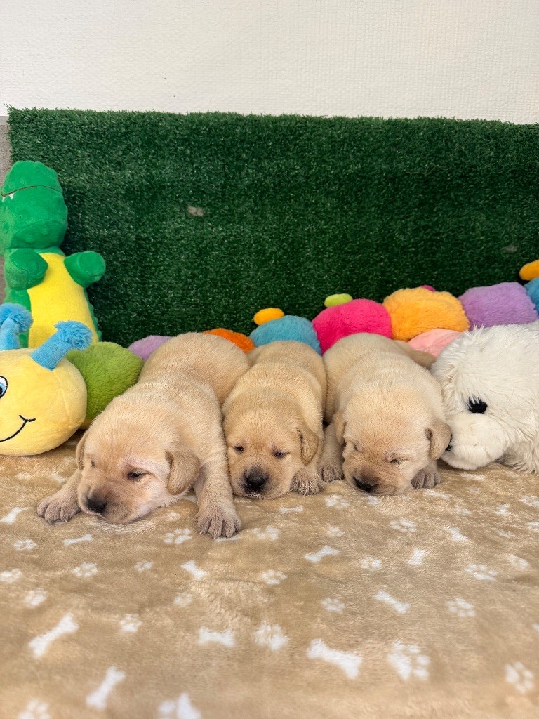 Chiot Labrador Retriever Nightson