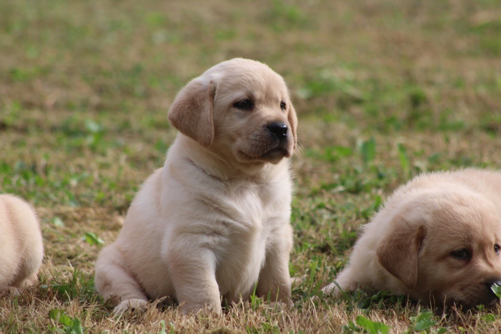 Nightson - Chiots disponibles - Labrador Retriever