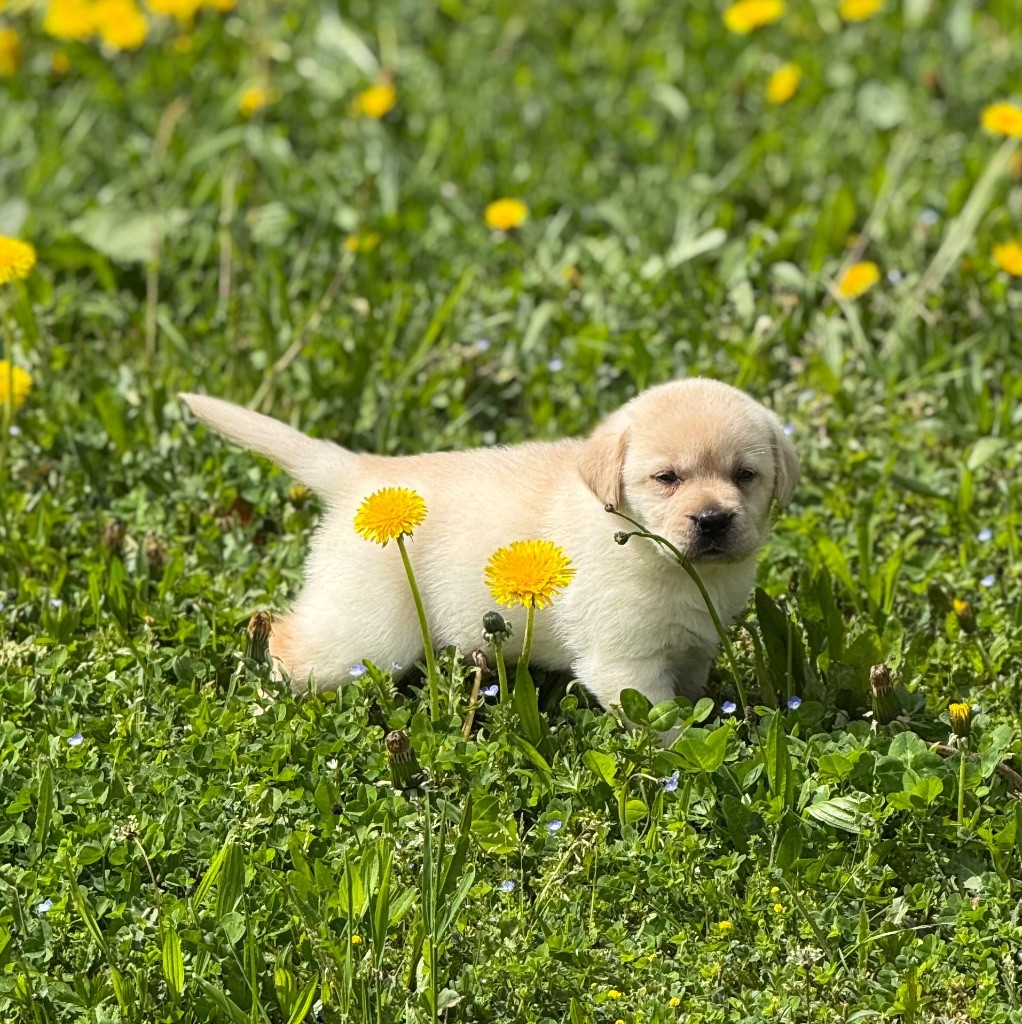 Nightson - Chiots disponibles - Labrador Retriever